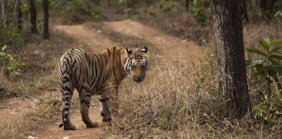Melghat: A trek in the Tiger terrain