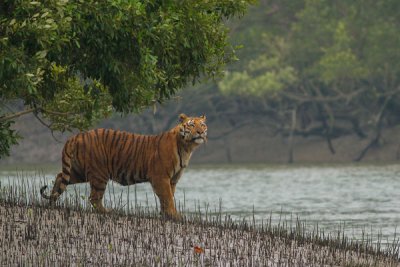 Sundarbans: Sundari and Tigers