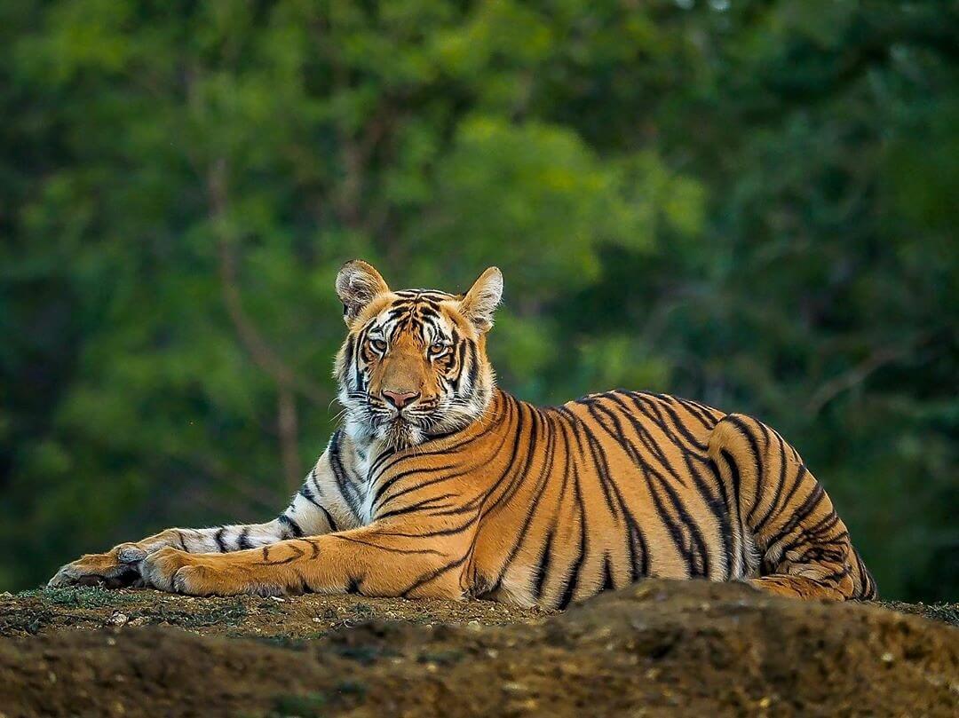 When Does Pench National Park Open