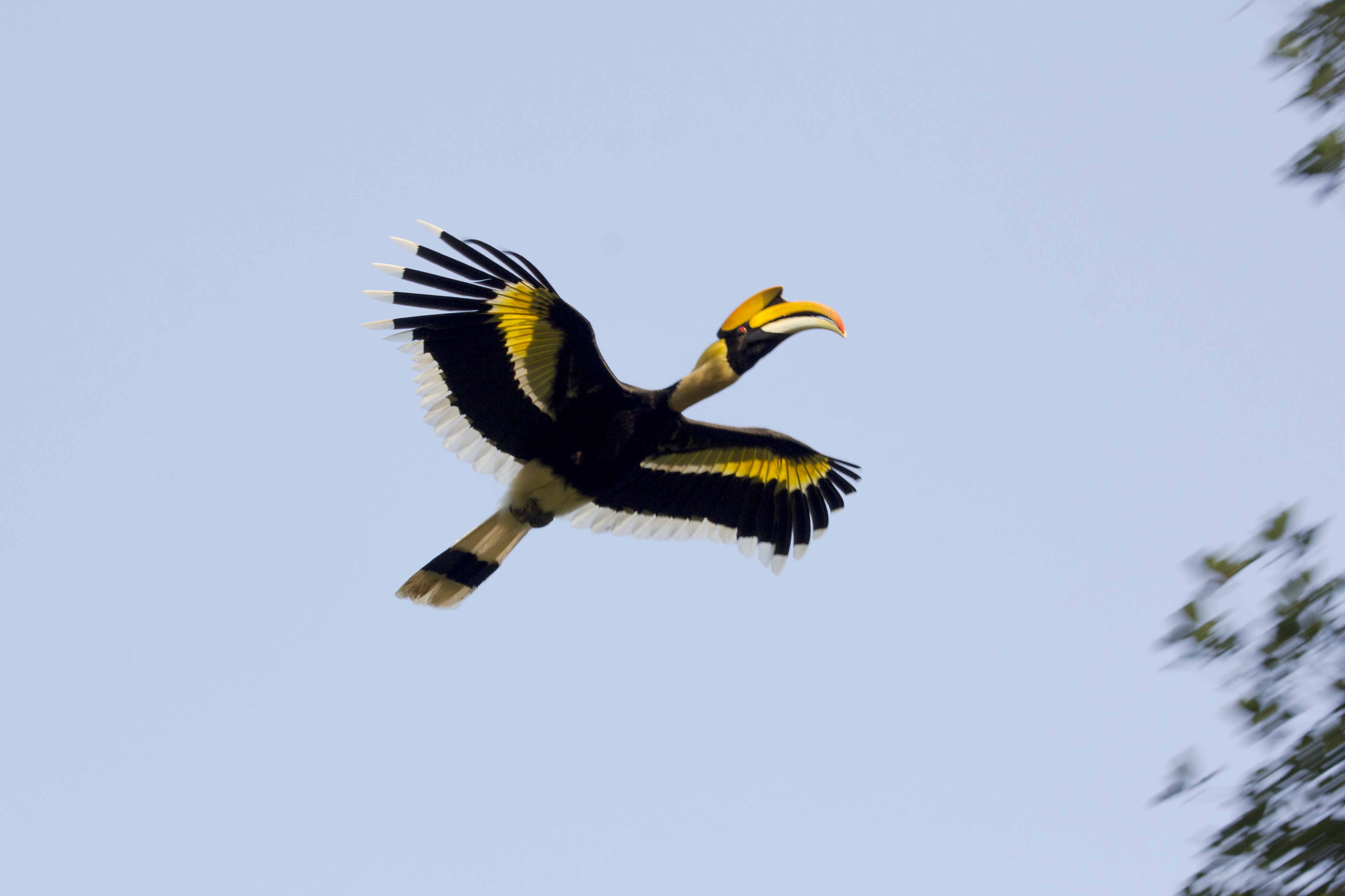 Dandeli Birding Tour: Home of Hornbills