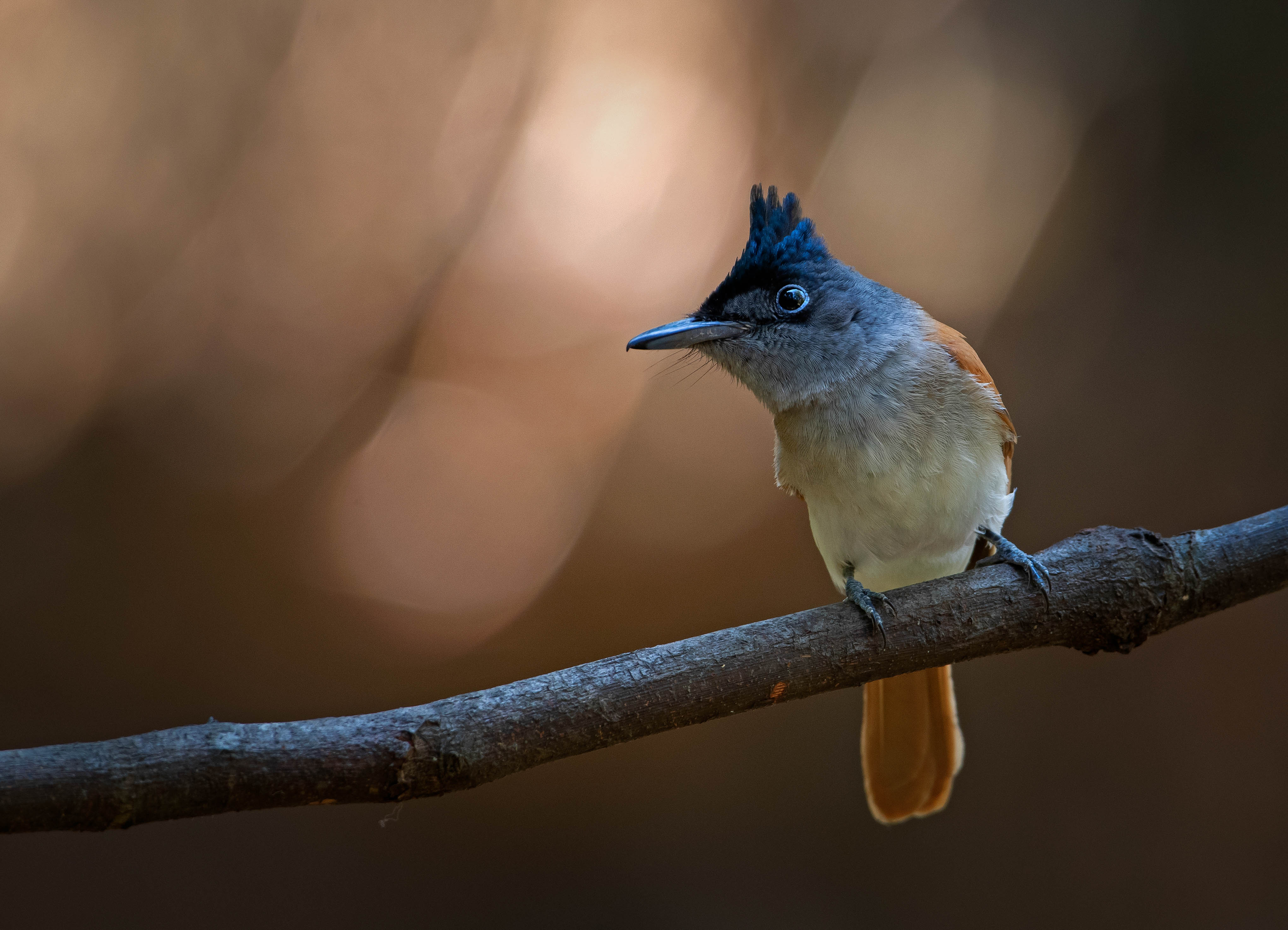 Tamhini: Forest Birding (Trail birding and hide birding) 