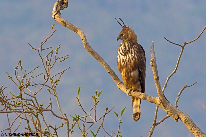 Pabe Ghat - Hill top birding