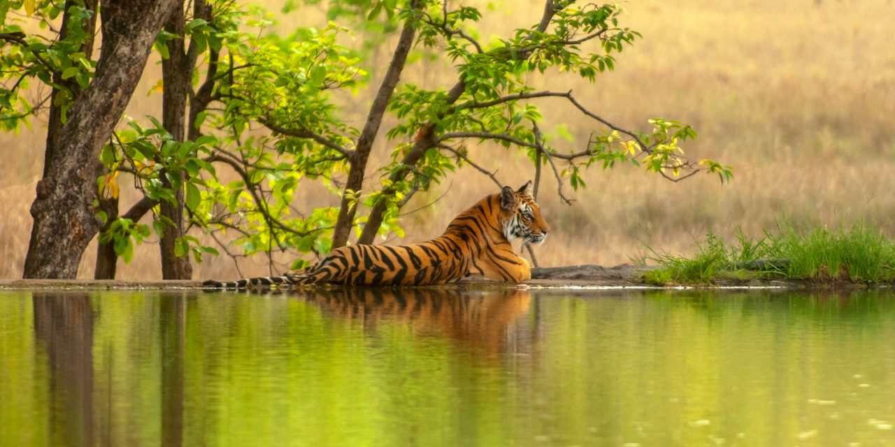 Ranthambore Tiger Trails